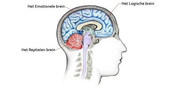 3 breinen welke studie past bij mij