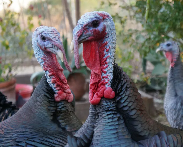 impact studiekeuze maken 