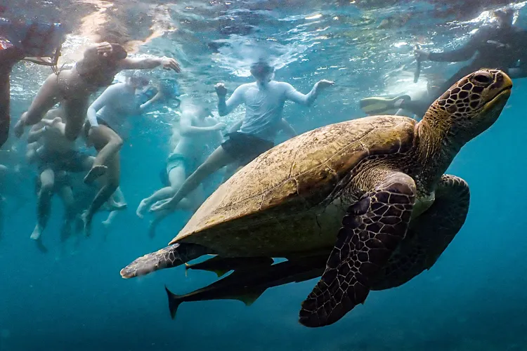Snorkelen met een zeeschildpad tijdens het tussenjaar in Azië