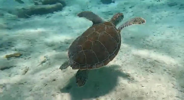 tussenjaar reizen zelfontdekking